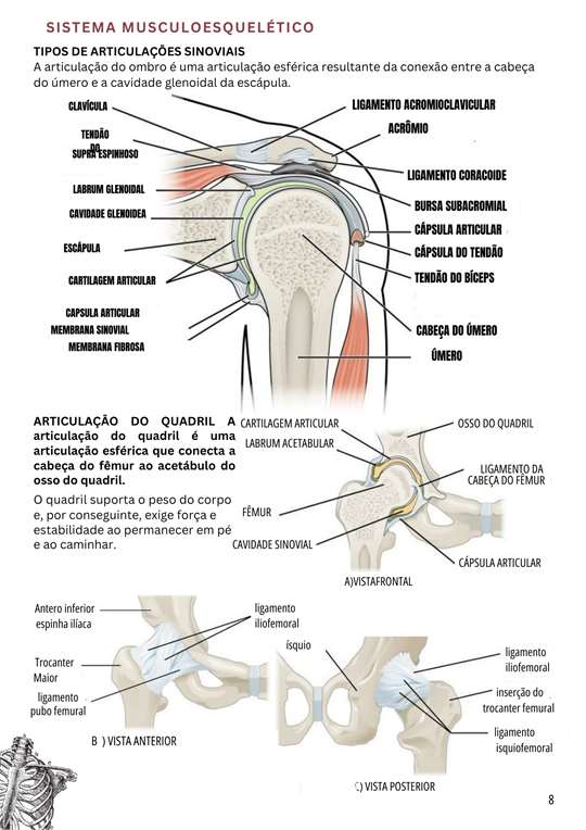 Articula&ccedil;&otilde;es sinoviais e anatomia aplicada