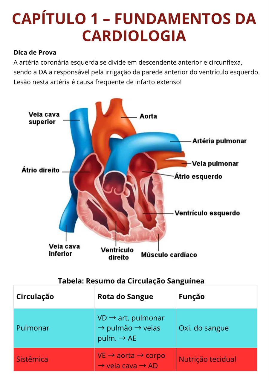 Anatomia cardiaca e fundamentos da cardiologia